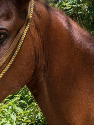Horseback Riding Hotspring