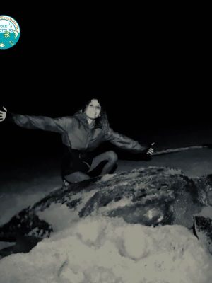 Night Nesting of Turtles