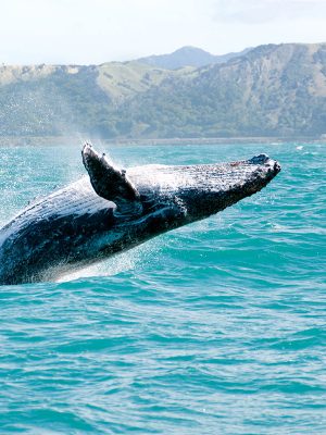 Whale Watching Tour