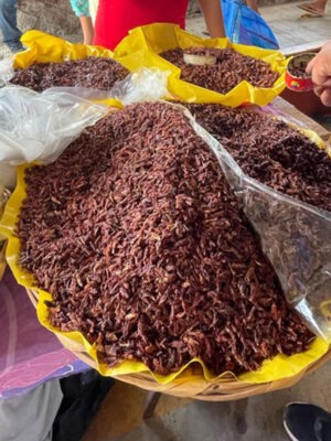 Gastronomic Food Tour
